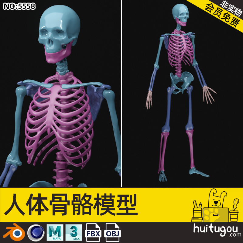 C4D人体骨骼3D模型MAX骷髅骨头骨架 FBX格式OBJ建模雕刻渲染素材