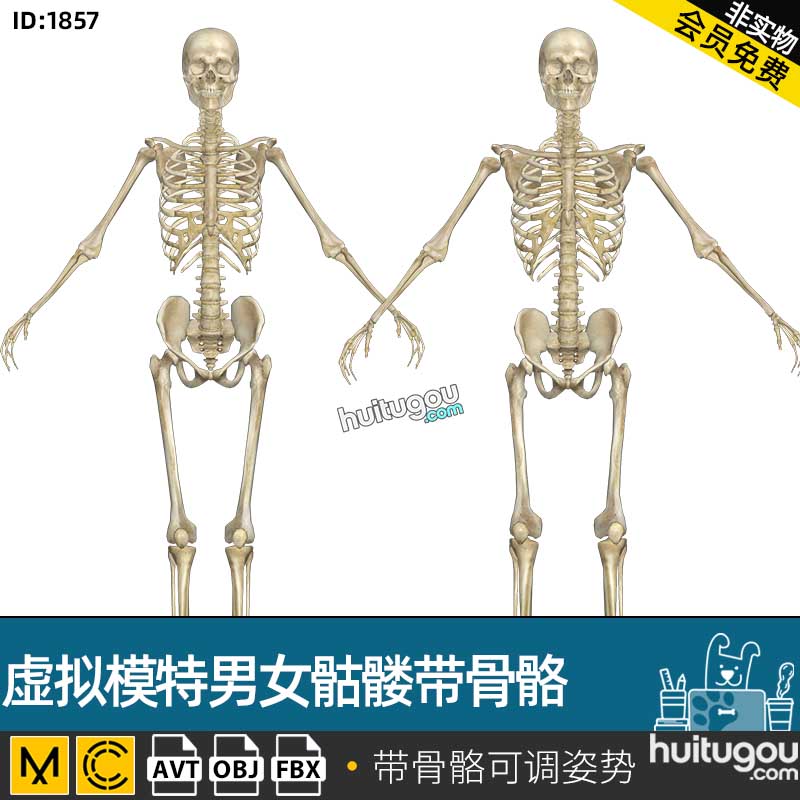 MD数字虚拟模特CLO3D男女骷髅服装模特AVT带骨骼FBX模型OBJ素材