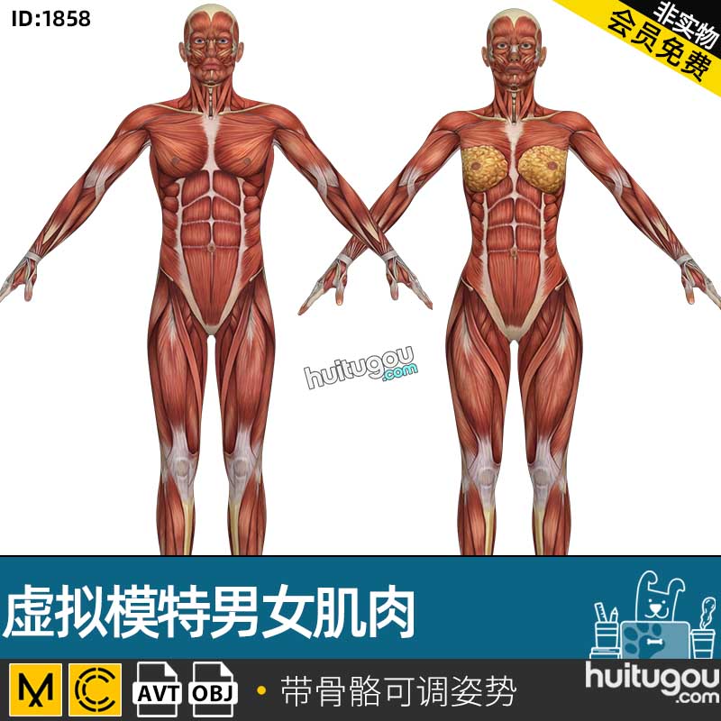 CLO3D虚拟模特MD男女肌肉人体AVT格式带骨骼人台试衣模特OBJ模型