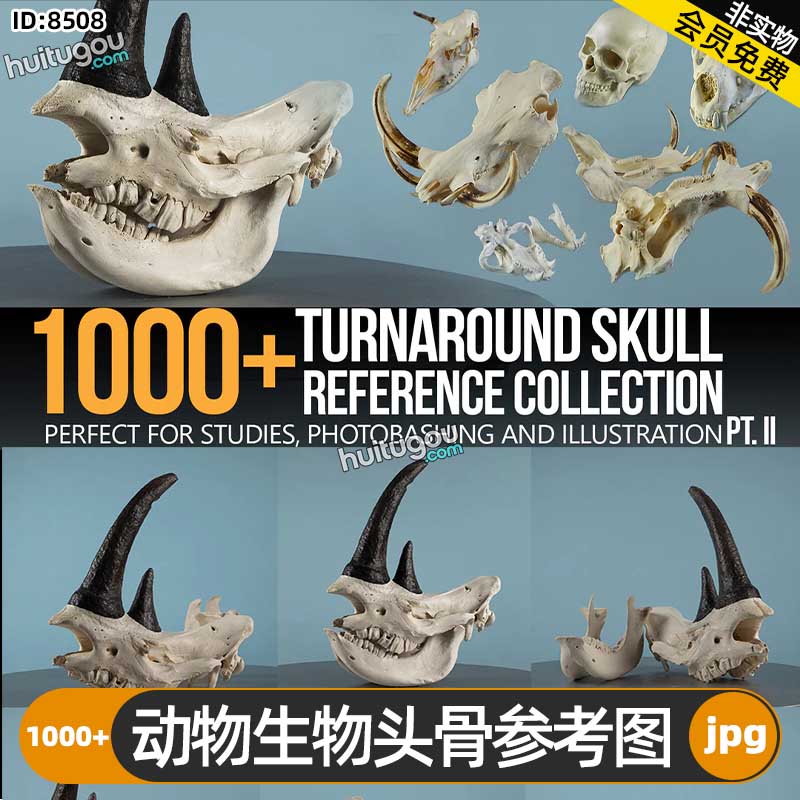 人类动物生物头骨参考图1000+张 插画概念艺术CG设计建模雕刻参考