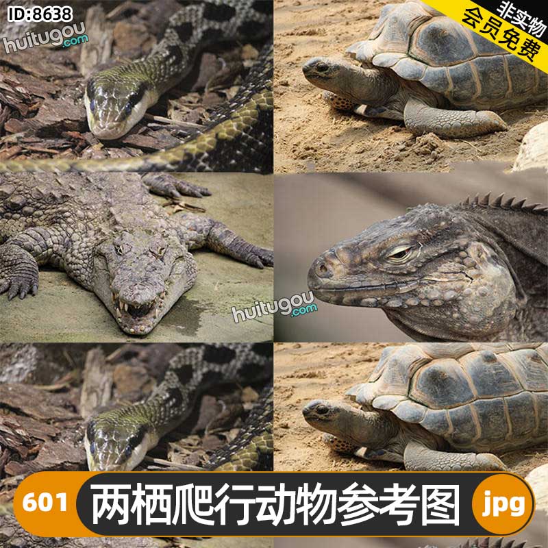 两栖爬行动物参考图601张 游戏影视插画CG设计3D建模雕刻纹理参考