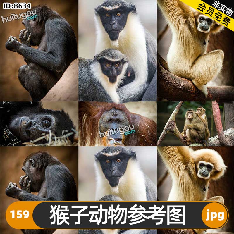 猴子动物参考图159张 游戏影视插画绘画CG设计3D建模雕刻纹理参考
