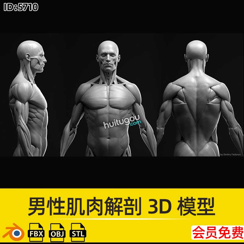 Blender男性人物角色肌肉解剖3D模型FBX格式OBJ建模渲染设计素材