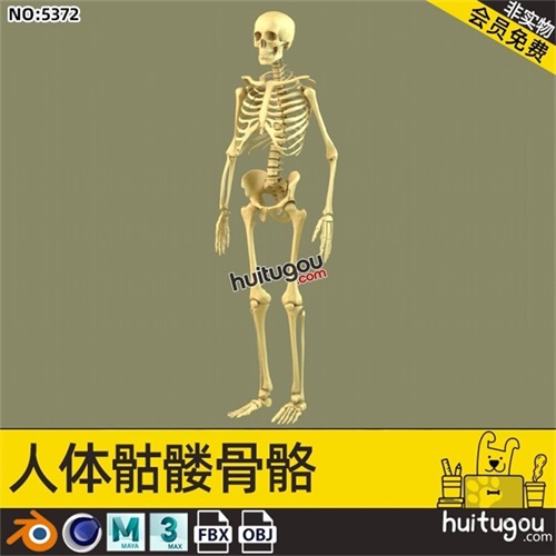 C4D人类骨骼模型blender骷髅基础网格MAYA MAX建模3D设计素材OBJ