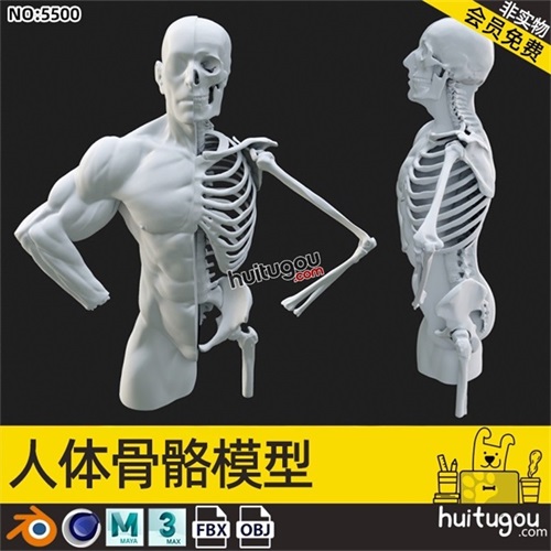 C4D人体肌肉骨骼模型MAYA人物肢体骨架解剖OBJ三维建模设计3D素材