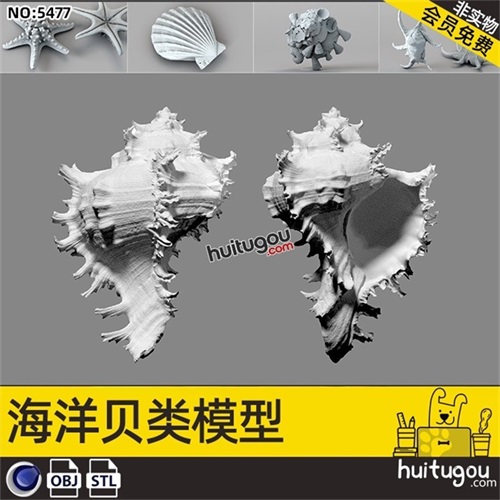 C4D贝壳海螺扇贝3D模型STL白模高模建模雕刻素材OBJ格式犀牛可用