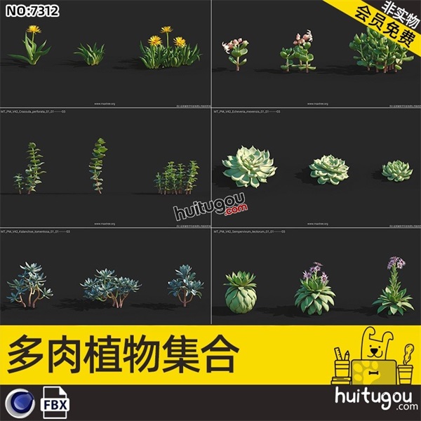 写实次时代C4D多肉植物FBX模型花草绿植室内盆栽3D建模渲染素材